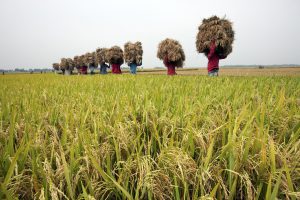 Farmers carrying rice paddy