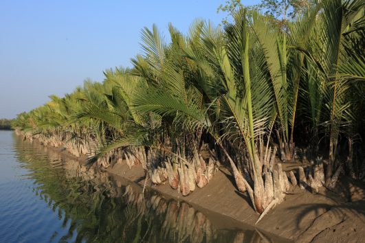 sundarban forest