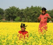 Girls play with mustard flowers.