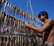 drying fish