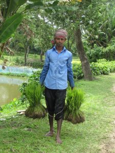 farmers carrying paddy plant
