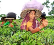 Women pluck tea leaves