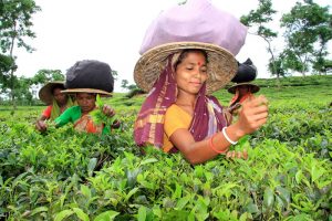 Women pluck tea leaves