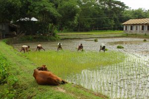 beautiful village farmers