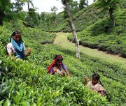 Women tea pluckers work at tea garden