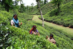 Women tea pluckers work at tea garden