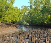 The Sundarbans