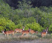 Spotted deer at the Sundarbans