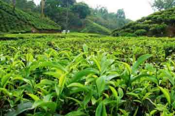 Srimangal Tea Garden