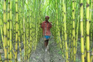 sugar cane