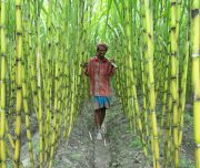 farmer walking in the sugarcane