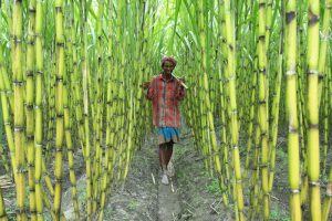 farmer walking in the sugarcane