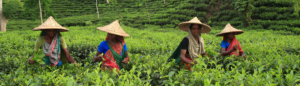 tea valley srimongol