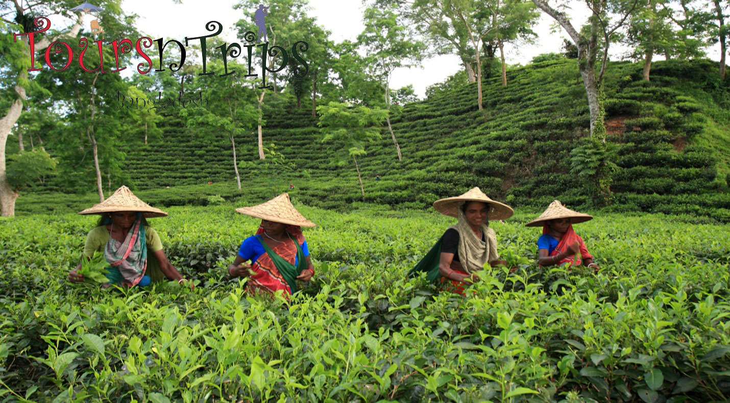 Ethnic People of the Tea Valley
