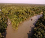 mangrove forest eyeview