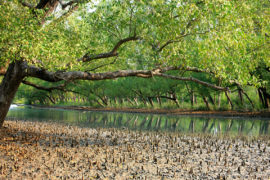 The Sundarbans, World Heritage Site and a wildlife sanctuary.