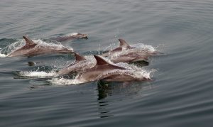 Whales