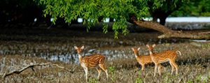 dears in Sundarbans