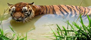 royal benagal tiger