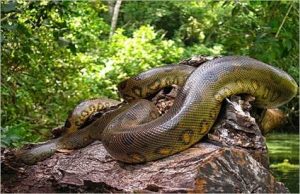 snakes in Sundarbans