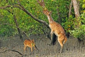 dear in Sundarbans