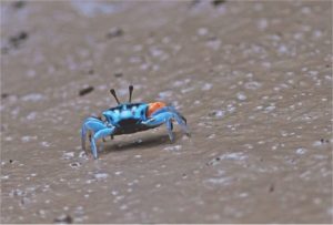 kakra at sundarban