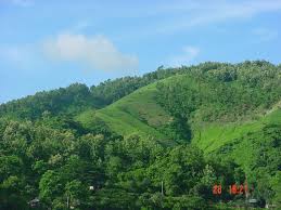 Hilly forest