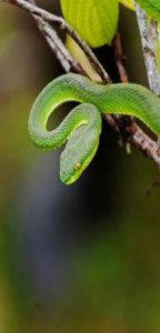 sundarbans forest snakes