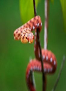 sundarbans forest snakes