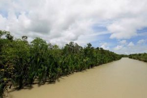 sundarbans forest