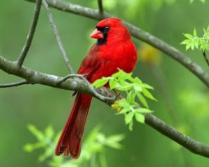 bird watching