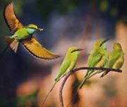 birds in sundarban