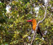 birds on sundarban tree