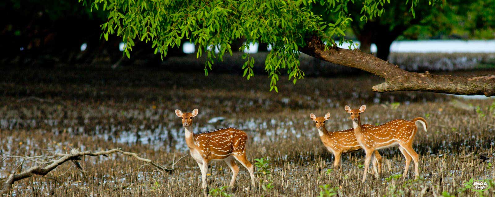 Best Sundarban Tour operator in Bangladesh