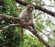 monkey in sundorbon