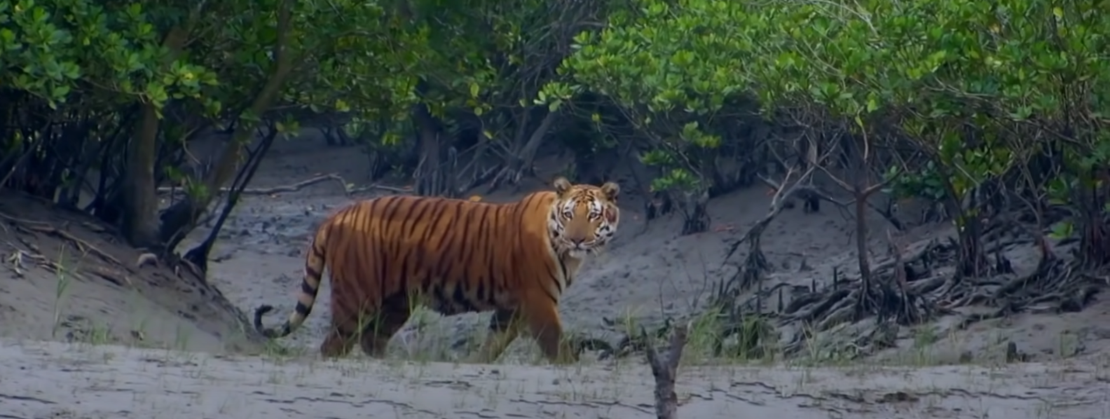 Sundarbans