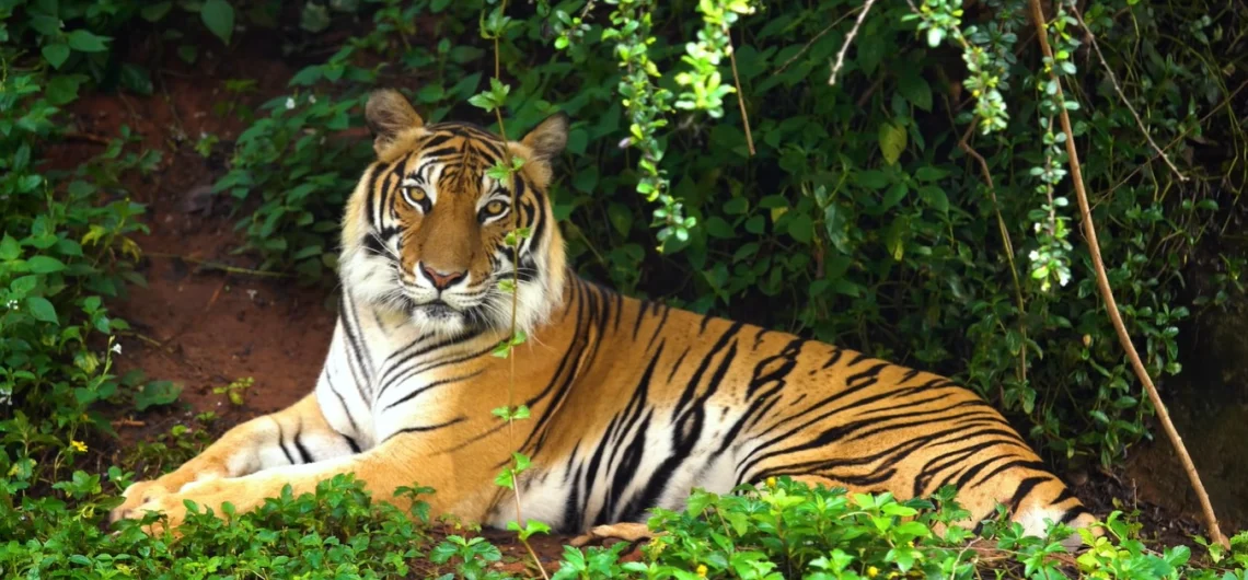 Sundarbans