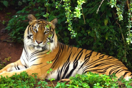 Sundarbans