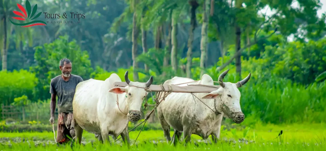 Budget Tour in Bangladesh