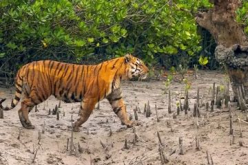 Bengal tiger