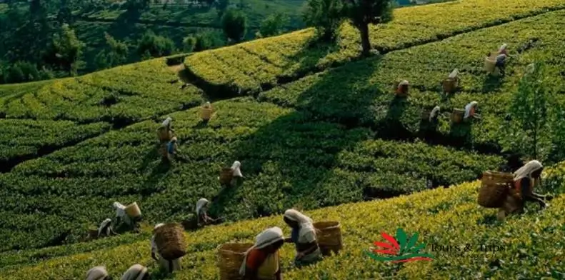 Sreemangal: The Tea Capital of Bangladesh