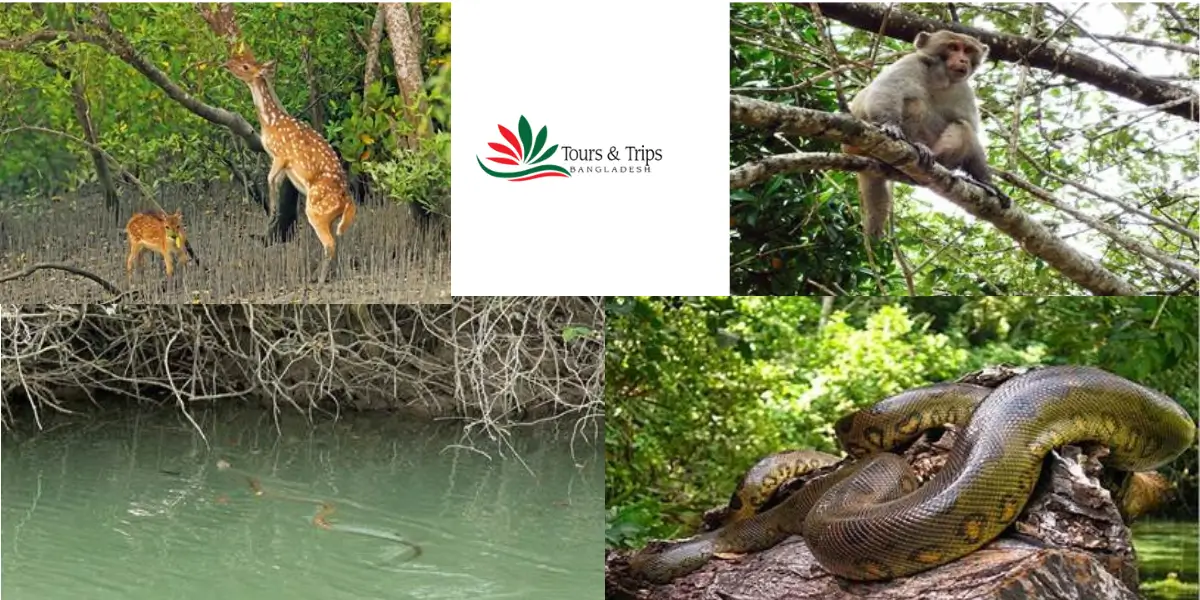 Sundarbans Forest in Bangladesh