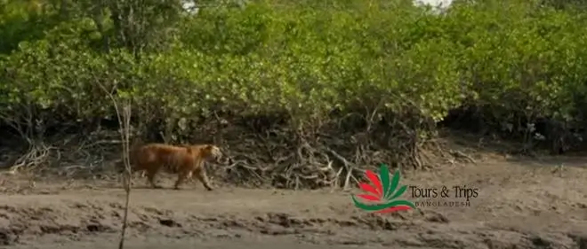 Sundarbans is popular for its exotic wildlife species and faunal species. 