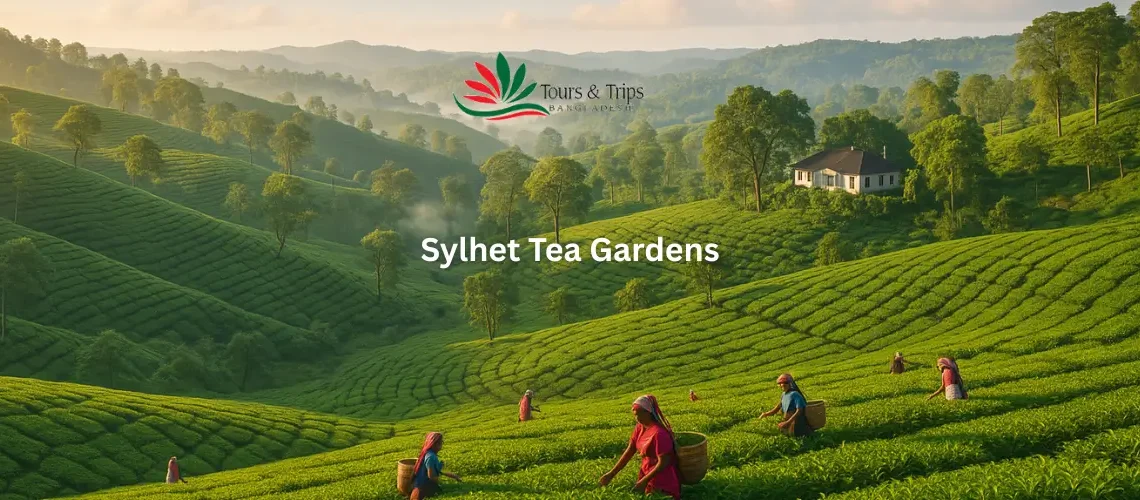 Sylhet tea gardens