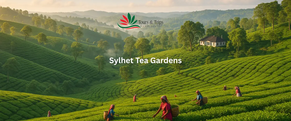 Sylhet tea gardens