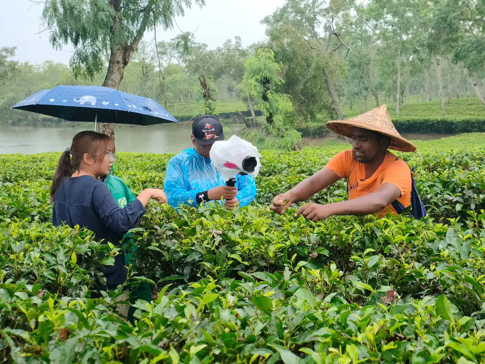 Sylhet Tea Garden